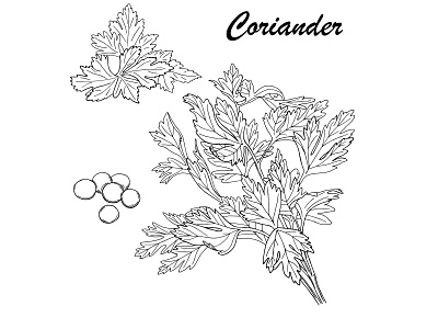 Black line coriander set cilantro design hand drawn illustration line natural organic spice vector