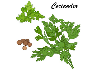 Coriander set cilantro cuisine design food hand drawn illustration natural organic spices vector