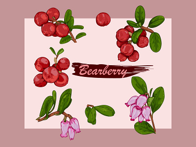 Bearberry set botanical illustration botany design illustration natural nature organic set vector