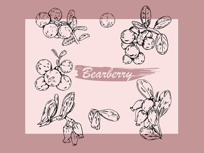 Bearberry set bearberry berries berry botanical design food illustration line art natural nature organic vector