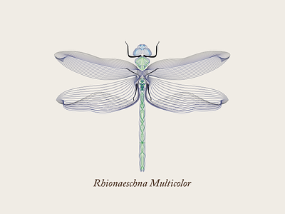 Dragonfly animal dragonfly gradient illustration illustrator insect libellule lines shape builder symetry vector wire