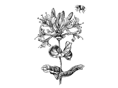 Honey & Bee - Ink Drawing design drawing hand drawn illustration ink line art