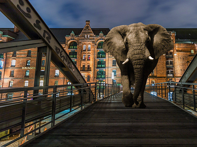 Elephant On The Bridge