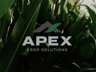 Apex Crop Solutions Logo agriculture branding logo typogaphy