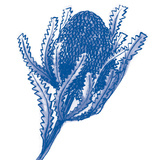 Ming Ng