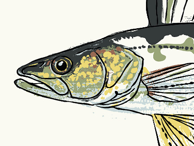 Walleye Head Progress fish illustration progress texture vector walleye
