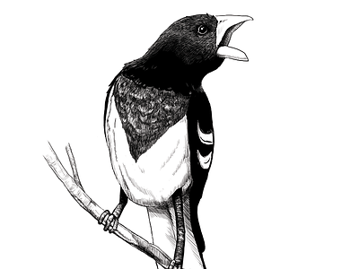 Bird Illustration bird black and white illustration photoshop