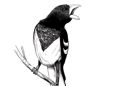 Bird Illustration