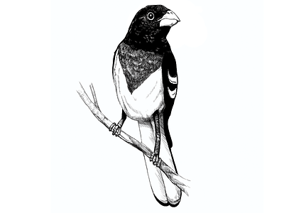 Bird Illustration v2 bird black and white illustration photoshop sketch