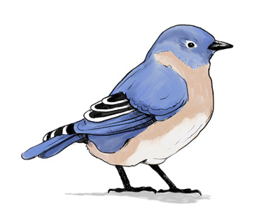 Quick bird sketch illustration