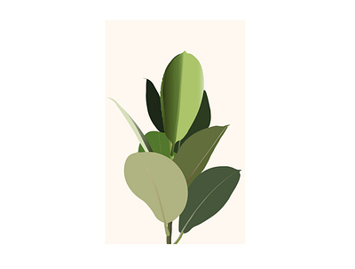 Rubber Plant illustration plant