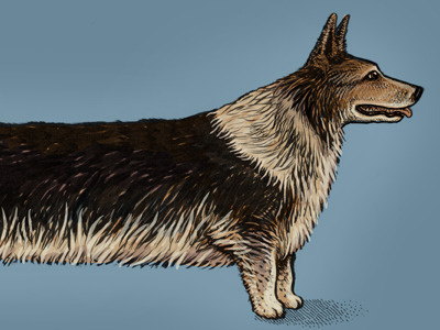 Emmett animal collie corgi dog emmett fur illustration long dog mario pet portrait zucca