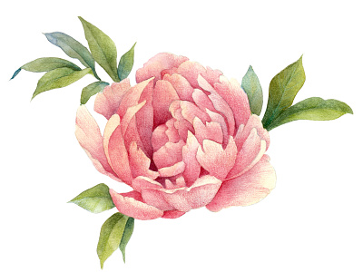 Peony Flower