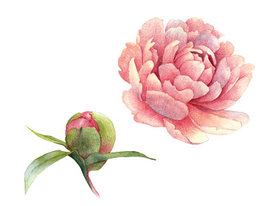 Peony Floer and Bud botanical botanical illustration color pencil illustration packaging painting watercolor