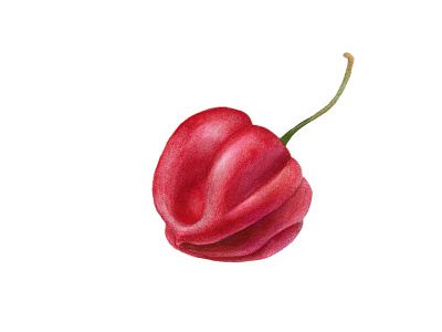 Scotch Bonnet Pepper color pencil food food illustration illustraion packaging pepper realistic drawing realistic painting watercolor
