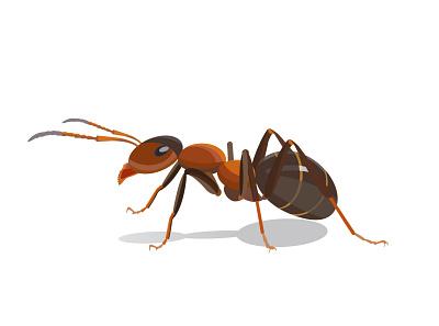 Ant character animation cartoon digital art digitalart graphic artist illustraion illustration minimal vector vectorart