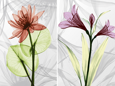 "X-ray flowers" by Masha Van for Intalence Art x ray