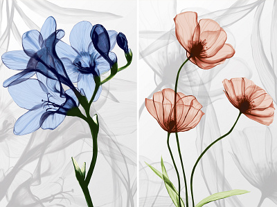 "X-ray flowers" by Masha Van for Intalence Art