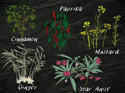 Spice Plants digital illustration