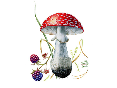 Watercolor Mushroom aquarelle botanical illustration mushroom watercolor watercolour