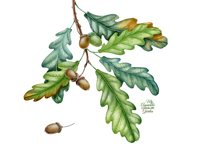 Oak twig with leaves and acorns by Lena Kataeva on Dribbble