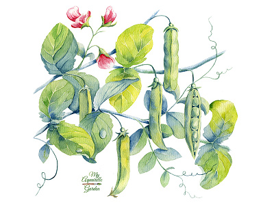 Green peas aquarelle botanical illustration hand drawn peas watercolor watercolour