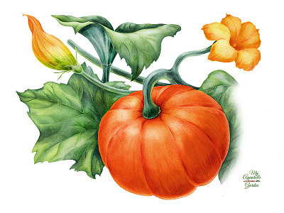 Watercolor pumpkin aquarelle botanical illustration hand drawn pumpkin watercolor watercolour