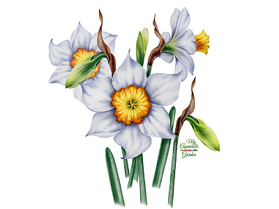 Watercolor daffodils aquarelle botanical illustration daffodil flowers hand drawn watercolour