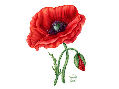 Watercolor poppy aquarelle botanical illustration flowers hand drawn poppies poppy red flowers watercolor watercolour