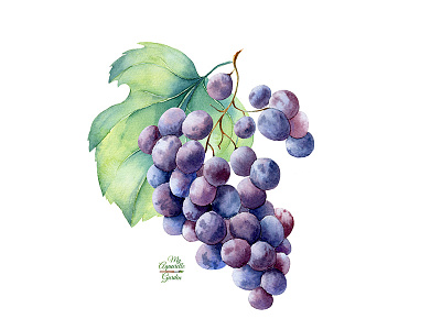 Watercolor grape