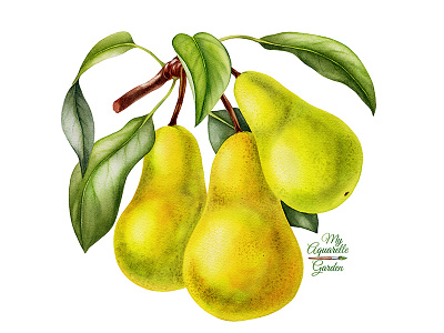 Watercolor pears aquarelle botanical illustration branding fruits grapes hand drawn logo watercolor watercolour