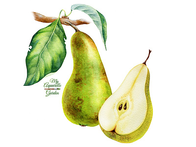 Watercolor pears (cut in half) aquarelle botanical illustration branding design fruits grapes hand drawn logo watercolor watercolour
