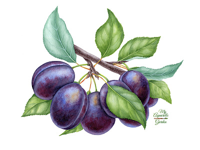 Branch with plums and leaves aquarelle botanical illustration branding design fruits hand drawn logo plums prune watercolor watercolour