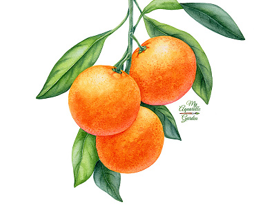 Watercolor tangerines branch