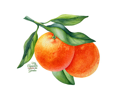 Watercolor tangerines branch
