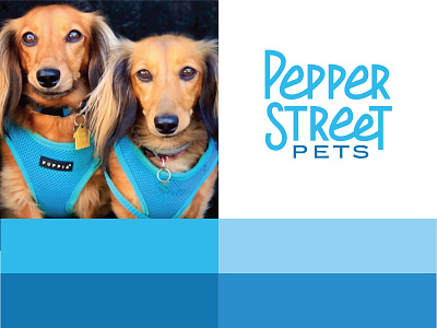 Color exploration branding cat color design dog exploration logo palette pets puppy typography