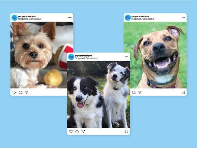 Social & Pattern — Pepper Street Pets branding card design dog insta instagram logo pattern pets social typography
