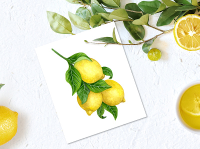 Lemon tree botanical illustration design food illustration gardening illustration lemon tree lemons plant illustration watercolor lemons