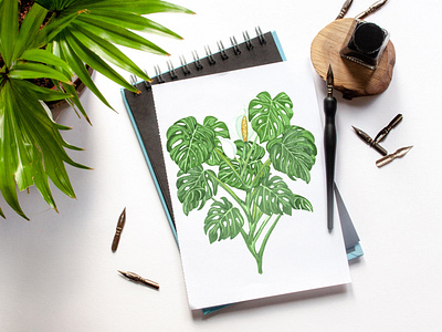 Monstera plant