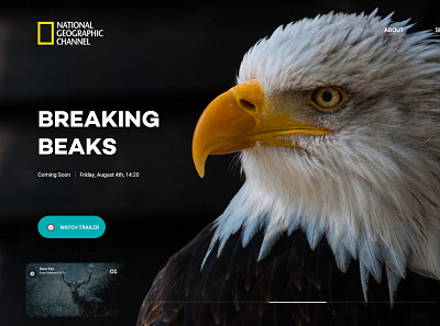 NatGeo Stream animal design minimal nationalgeography stream ui ux web