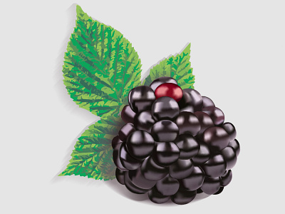 blackberry illustration vector