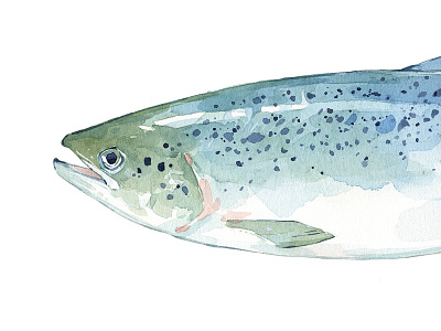 Atlantic Salmon illustration fish illustration painting salmon seafood watercolor