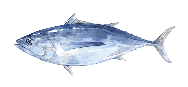 Dribbble - tuna.jpg by david scheirer