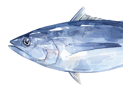 Tuna Watercolor Painting fish illustration painting seafood tuna watercolor