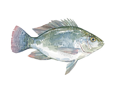 Tilapia fish illustration painting seafood watercolor