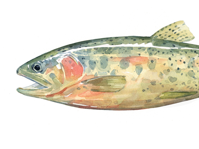 Cutthroat Trout By David Scheirer On Dribbble   Trout Cutthroat3 