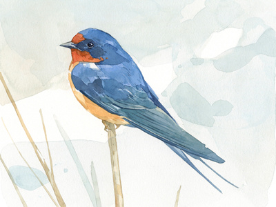 Barn swallow watercolor bird illustration painting swallow watercolor