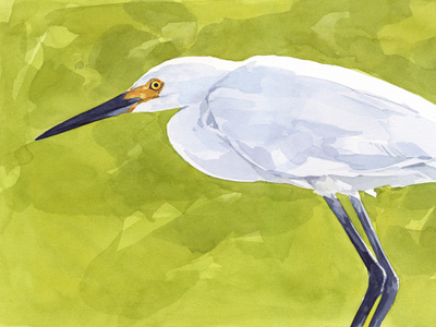 Egret watercolor painting bird egret illustration painting watercolor