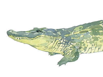 Alligator Watercolor alligator animal animal art illustration painting reptile watercolor
