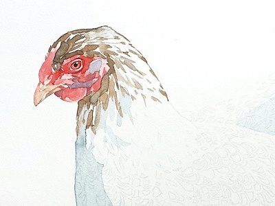 Chicken Watercolor WIP chicken hen painting watercolor wip